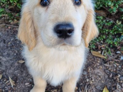 Golden Retrievers