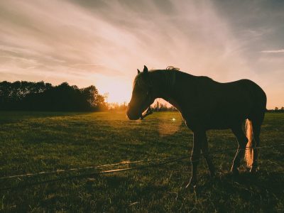 Top 20 Horse Trainers in Queensland