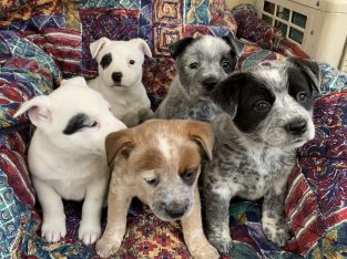 Gorgeous Cattle Dog Pups