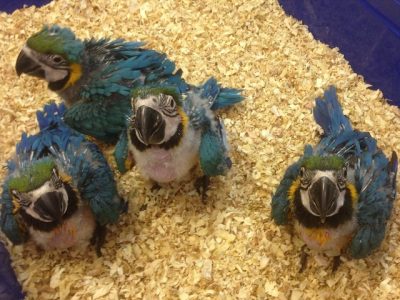 Baby parrots and eggs