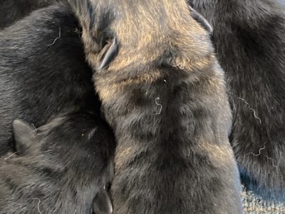 Purebred German shepherd pups short hair