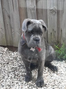 CANE CORSO PURE BREED searching furever home