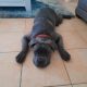 CANE CORSO PURE BREED searching furever home