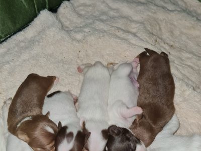 Pure bred chihuahua pups