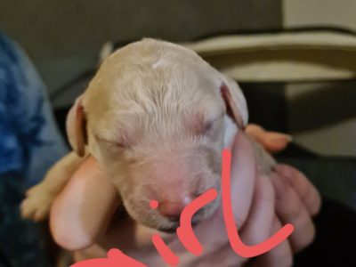 STANDARD LABRADOODLES