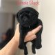 Pure Bred Pug Puppies!!