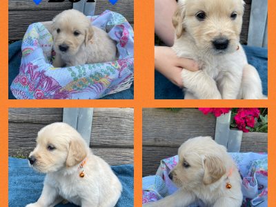 Purebred Golden Retriever puppies
