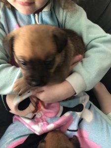 Staffy x kelpie puppies