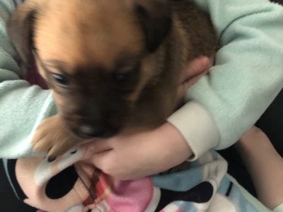 Staffy x kelpie puppies