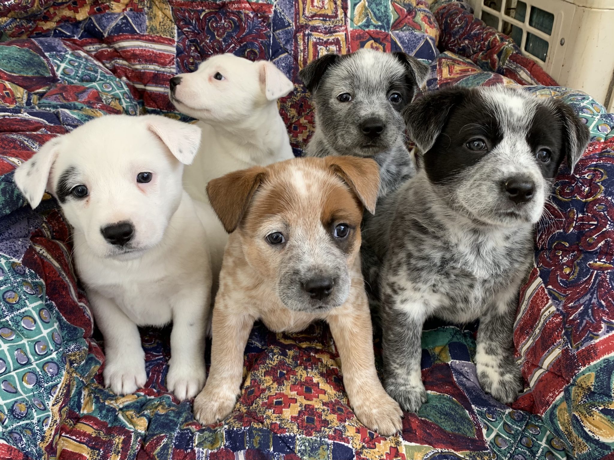 Gorgeous Cattle Dog Pups