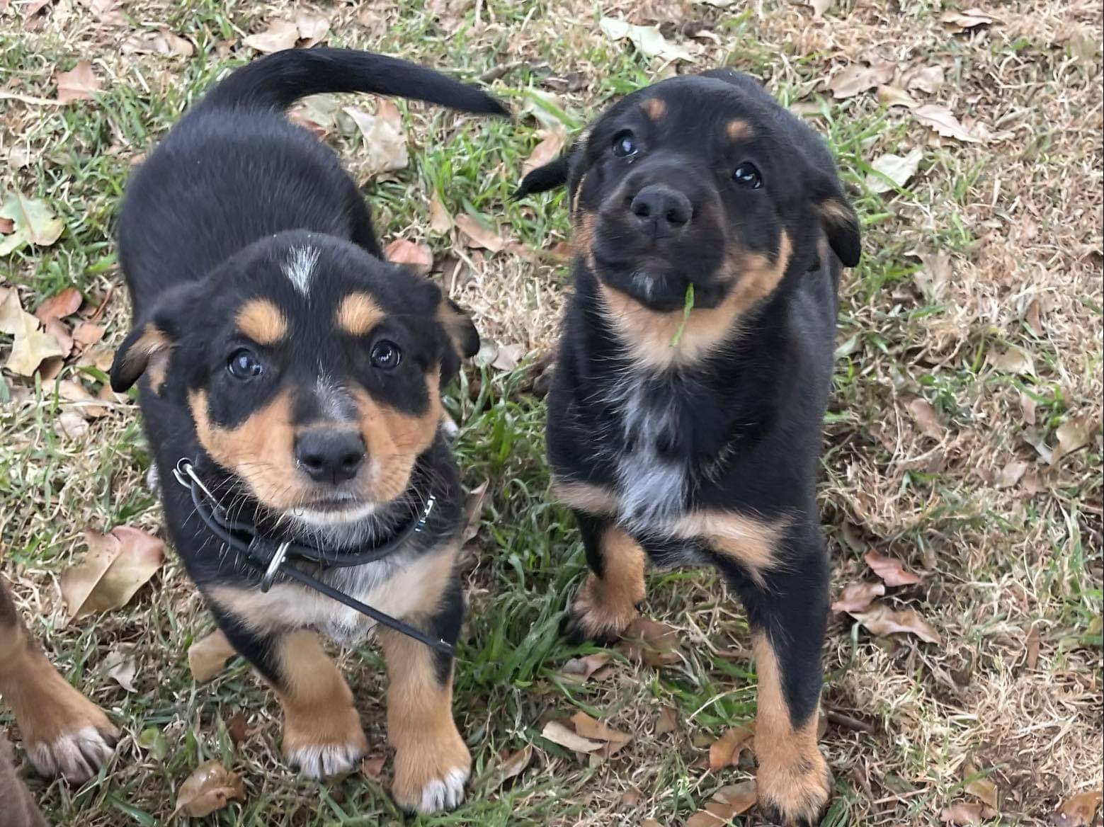Black and Tan Kelpie puppies