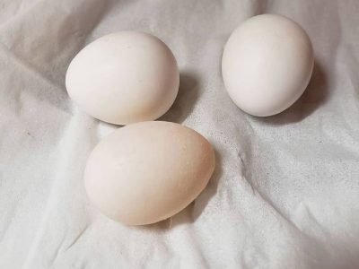 Baby parrots and eggs