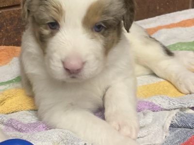 Fluffy Border Collie Puppies