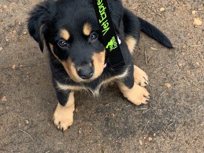 Border Collie x Kelpie Pups