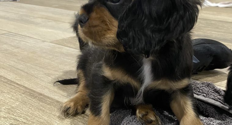 King Charles Cavalier puppies