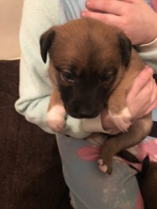 Staffy x kelpie puppies