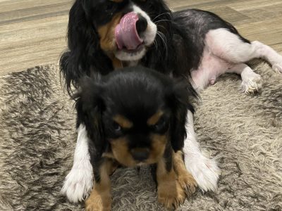 King Charles Cavalier puppies