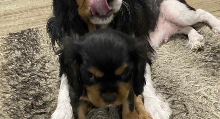 King Charles Cavalier puppies