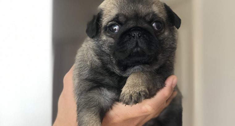 Pure Bred Pug Puppies!!
