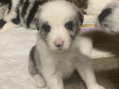 Fluffy Border Collie Puppies