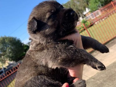 Purebred German Shepherd Puppies