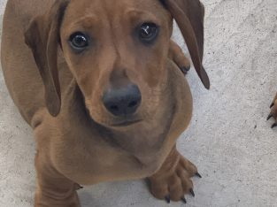 Adorable mini dachshund