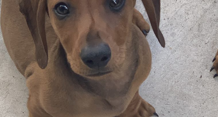 Adorable mini dachshund