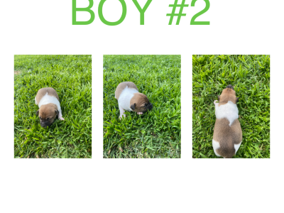 Foxy Cross Jack Russell Puppies