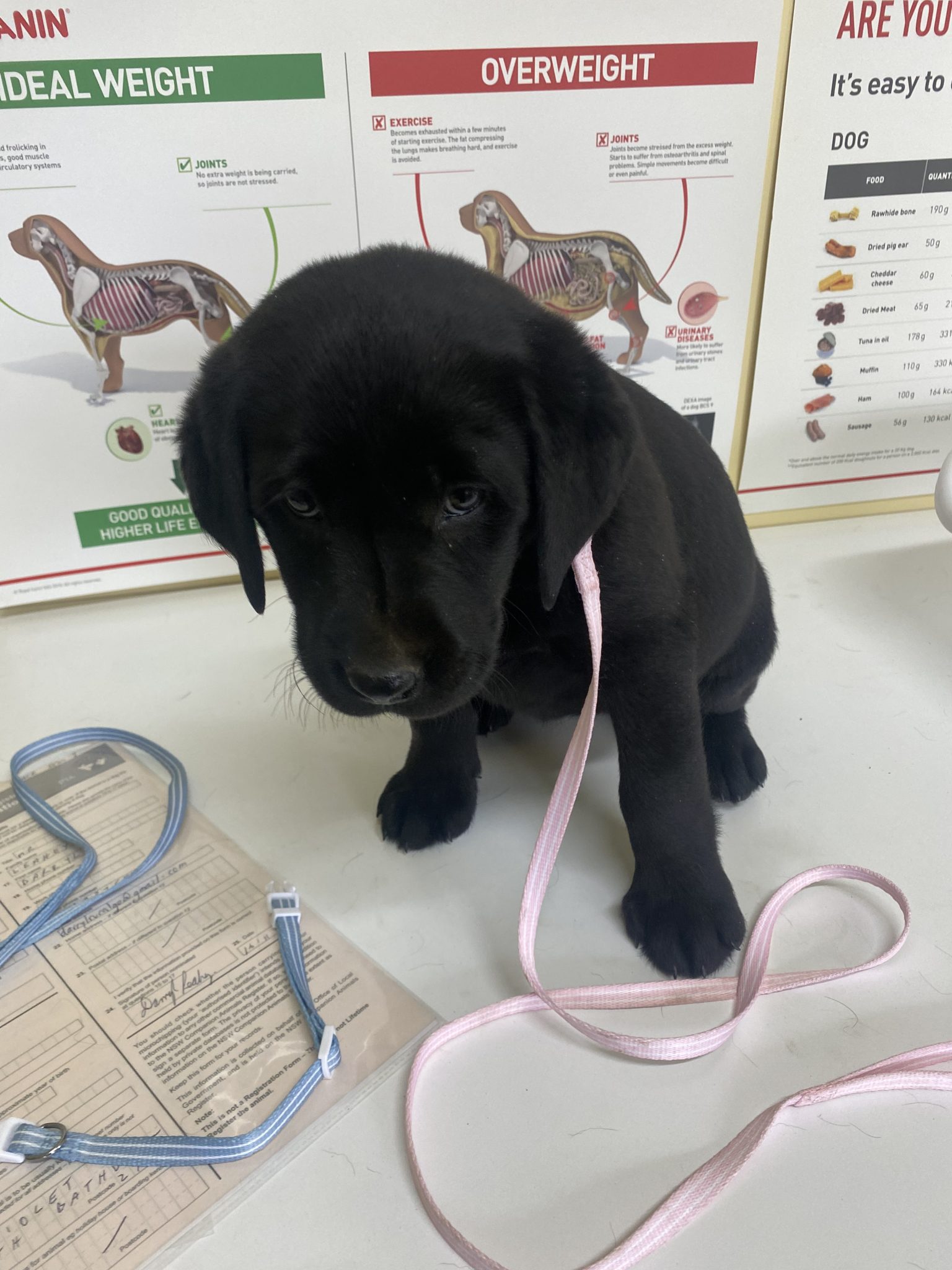 Labrador puppies Purebred July 2023 now ready