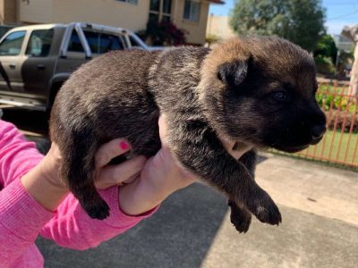 Purebred German Shepherd Puppies