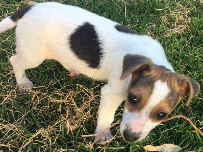Male MiniFoxy x Jack Russell Puppy
