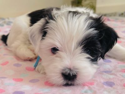 8 week old Maltese Shitzu X Lhasa Apso Puppies