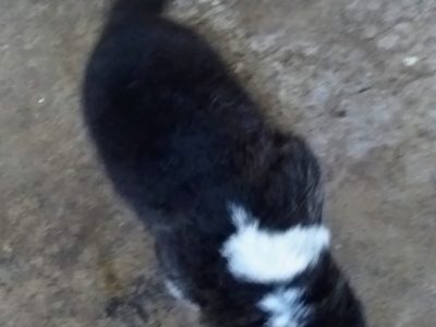 AMERICAN AKITA PUPPIES FOR SAE