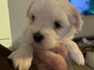 Maltese x Puppies for sale