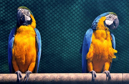 Top 20 Bird Shops in NSW