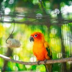 Top 20 Bird Shops in Victoria