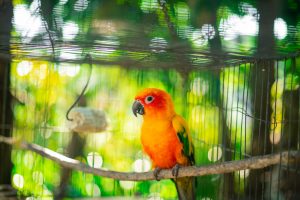 Top 20 Bird Shops in Victoria