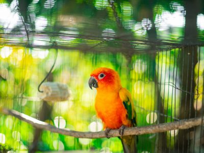 Top 20 Bird Shops in Victoria