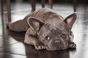 The French Bulldog is one of the most sought after puppies