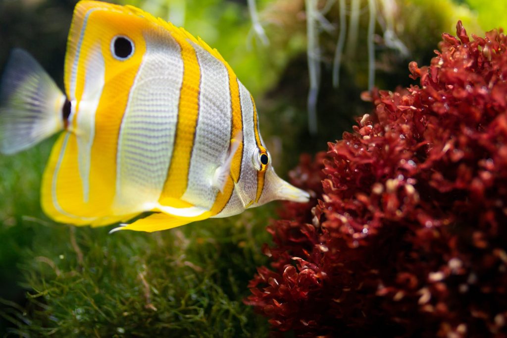 20 Fish and Aquarium Stores in Australia