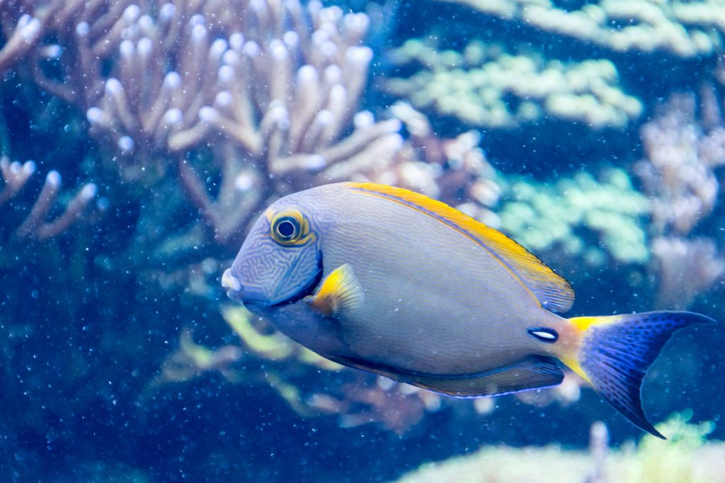 20 Fish and Aquarium Store in Australia