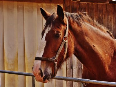 Top 20 Horse Trainers in Western Australia