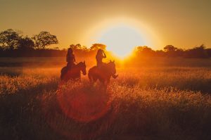 Top 20 Horse Trainers in South Australia
