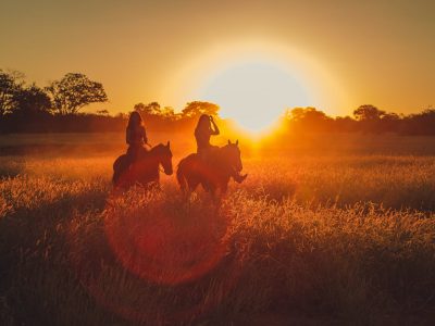 Top 20 Horse Trainers in South Australia