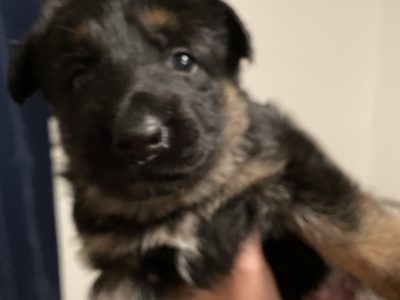 German shepherd puppies straight back