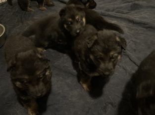 German shepherd puppies straight back