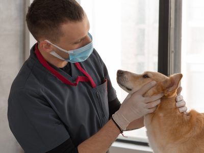 8 Interesting Statistics on Dog Breeding in Australia