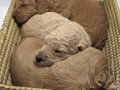 Groodle Puppies F1B Standard red, apricot, cream