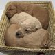 Groodle Puppies F1B Standard red, apricot, cream