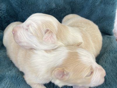Border Collies long haired